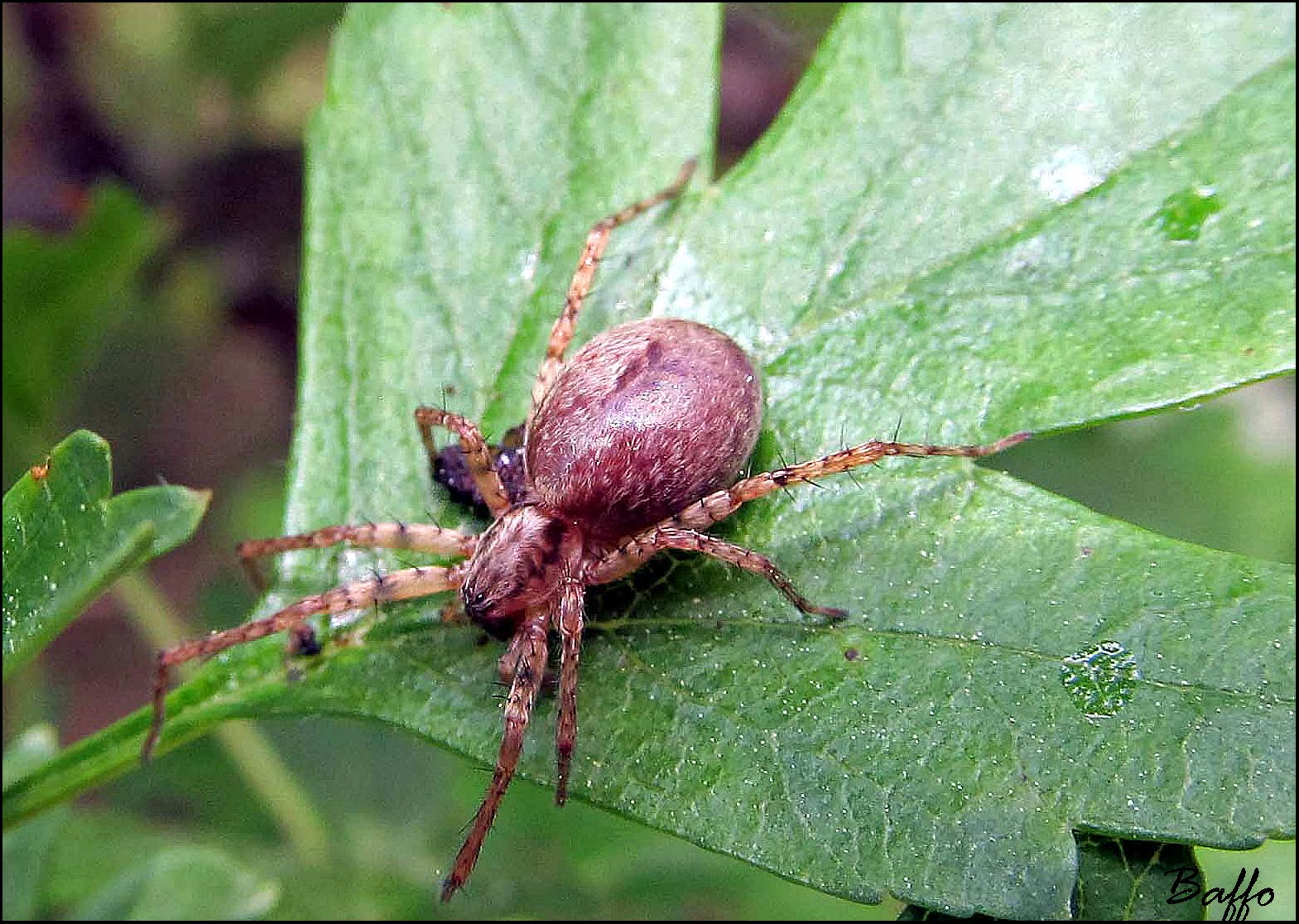 Anyphaena sp.